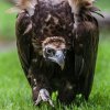 V sobotu 3. 9. proběhnou v Zoo Praha oslavy Mezinárodního dne supů a kondorů. Foto: Petr Hamerník, Zoo Praha 