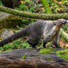 V Zoo Praha se zabydlely dvě samičky nosála bělohubého. Foto Petr Hamerník, Zoo Praha