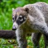 Nosáli bělohubí z evropských chovů téměř vymizeli. Foto Petr Hamerník, Zoo Praha