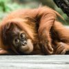 Orangutan patří k nejohroženějším živočichům světa. Autor Petr Hamerník, Zoo Praha