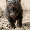 Letošní štěňata psů pralesních se narodila 6. 8. Foto: Petr Hamerník, Zoo Praha