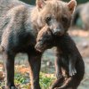 Rodiče odnášejí mládě zpět do bezpečí nory. Foto: Petr Hamerník, Zoo  Praha