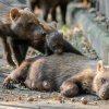 Celkem mohou návštěvníci v expozici pozorovat smečku jedenácti psů pralesních. Foto: Petr Hamerník, Zoo Praha