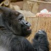 Stříbrohřbetý gorilí samec Richard dnes oslavil své 25. narozeniny. Foto: Petr Hamerník, Zoo Pra
