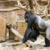 Ke svému jubileu dostal Richard třípatrový dort. Foto: Petr Hamerník, Zoo Praha