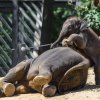 Maxmilián a Sita. Autor Petr Hamerník, Zoo Praha