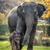 Sloní sameček se narodil 7. října. Foto: Petr Hamerník, Zoo Praha