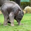 Hlasování o jméně slůněte probíhá od 1. 11. do poledne 27. 12. Foto: Petr Hamerník, Zoo Praha