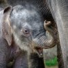 Nejmladšímu slůněti budou již dva týdny. Petr Hamerník, Zoo Praha 