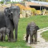 Za hezkého počasí mohou návštěvníci slůňata pozorovat v Údolí slonů. Foto: Petr Hamerník, Zoo Praha