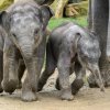 Letošní stoprocentně pražská slůňata ve venkovním výběhu. Foto: Petr Hamerník, Zoo Praha 