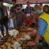 Během oslavy Světového dne tygrů byli návštěvníci seznamováni se zajímavostmi ze života tygrů a s nebezpečím, které těmto zvířatům hrozí v přírodě. Foto: Václav Šilha, Zoo Praha.