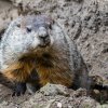 Svišti se ze zimního spánku probouzejí až při ustálených vyšších teplotách. Foto Petr Hamerník, Zoo Praha.