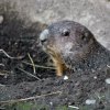 Svišti v pražské zoo se letos probudili v pátek 24. února, v roce 2015 to bylo 28. února, v roce 2016 20. února. Foto Petr Hamerník, Zoo Praha.