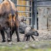 V úterý 28. února se narodilo mládě takina indického. Foto Jana Myslivečková, Zoo Praha