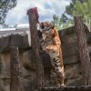 Samec velmi vzácného poddruhu tygra - tygra malajského - Johann při speciálním komentovaném krmení. Foto: Václav Šilha, Zoo Praha. 