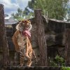 Johan předvedl sílu a eleganci těchto nádherných šelem.  Foto: Václav Šilha, Zoo Praha.