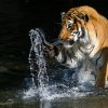 Samec tygra malajského Johann v Zoo Praha. Autor Petr Hamerník, Zoo Praha