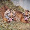 V Zoo Praha se narodila dvě mláďata tygra malajského. Foto: Roman Vodička, Zoo Praha