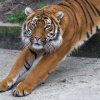 Počty tygrů ve volné přírodě snižují alarmující rychlostí. Autor Petr Hamerník, Zoo Praha