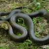 Užovka stromová, foto: Petr Velenský, Zoo Praha