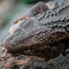 Detail hlavy; varanovci mají rozeklaný jazyk, podobně jako hadi. Foto: Petr Hamerník, Zoo Praha