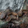 Samice varanovce bornejského v pavilonu Indonéská džungle. Foto: Petr Hamerník, Zoo Praha