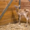 Sameček Holly, mládě vodušky abok. Foto: Petr Hamerník, Zoo Praha