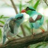 V Zoo Praha se podařilo odchovat vzácnou krasku jávskou zcela novou, unikátní metodou – „adopcí“ vlastními rodiči. Mláděte vylíhnutého 4. února, odchovaného v inkubátoru a krmeného speciálně zhotoveným maňáskem, se totiž nakonec ujali vlastní rodiče;