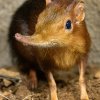 Kvůli příchodu nového obyvatele – bércouna Petersova – prošla expozice, ve které ještě donedávna žily komby a křečkomyši, značnou proměnou. Foto: Petr Hamerník, Zoo Praha.