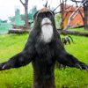  Samice kočkodana Brazzova ve výběhu v Rezrvaci Dja. Foto: Petr Hamerník, Zoo Praha
