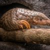 Samec luskouna krátkoocasého Guo Bao v noční expozici pavilonu Indonéská džungle. Foto: Petr Hamerník, Zoo Praha