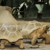 Želvy Červený a Modrý se zabydlují v Pavilonu velkých želv. Foto: Petr Velenský Zoo Praha