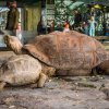 Modrý s nejstarším obyvatelem Zoo Praha - samcem želvy sloní, Eberhardem. Foto: Petr Velenský, Zoo Praha