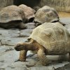 Modrý s ostatními obyvateli Pavilonu velkých  želv. Foto: Petr Velenský, Zoo Praha