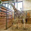 Zkušená samice Eliška se stala matkou již po osmé. Foto: Petr Hamerník, Zoo Praha