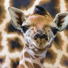Nové mládě žirafy Rothschildovy. Foto: Petr Hamerník, Zoo Praha