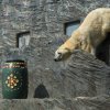 Velikonoce u medvědů, foto: Václav Šilha, Zoo Praha