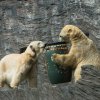 Velikonoce u medvědů, foto: Václav Šilha, Zoo Praha