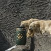 Velikonoce u medvědů, foto: Václav Šilha, Zoo Praha