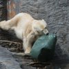 Velikonoce u medvědů, foto: Václav Šilha, Zoo Praha