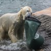 Velikonoce u medvědů, foto: Václav Šilha, Zoo Praha