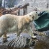 Velikonoce u medvědů, foto: Václav Šilha, Zoo Praha