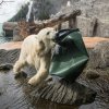 Velikonoce u medvědů, foto: Václav Šilha, Zoo Praha