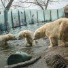 Velikonoce u medvědů, foto: Václav Šilha, Zoo Praha