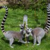 Velikonoční nadílka, foto: Václav Šilha, Zoo Praha
