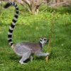 Velikonoční nadílka, foto: Václav Šilha, Zoo Praha