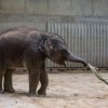 Velikonoční nadílka, foto: Václav Šilha, Zoo Praha