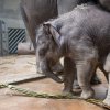 Velikonoční nadílka, foto: Václav Šilha, Zoo Praha