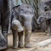 Velikonoční nadílka, foto: Václav Šilha, Zoo Praha